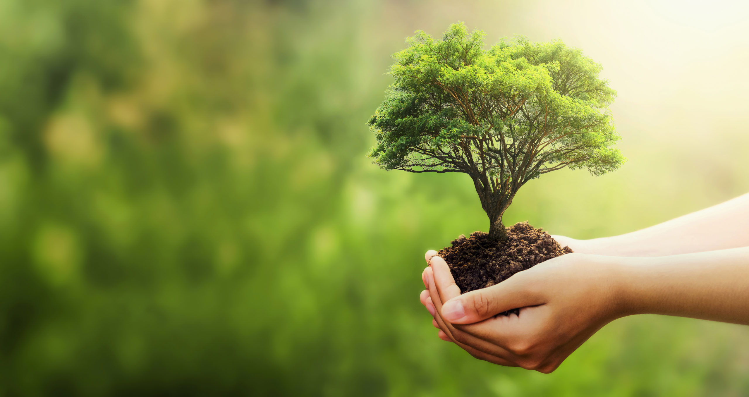 hand holding tree on blur green nature background. concept eco e